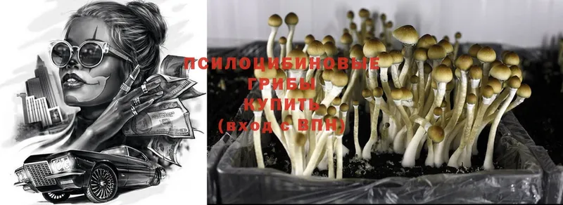 цены наркотик  blacksprut tor  Псилоцибиновые грибы Psilocybine cubensis  Никольск 